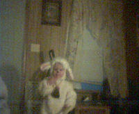 sheep