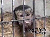 A monkey, obviously, again. - 5/17/02