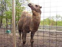 The meanest camel ever