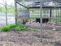 The tigers were frisky