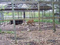 more frisky tiger stuff..  I got excellent video ;)