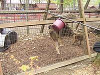 The monkey emptying the food we gave them from their bucket