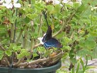Random butterfly picture