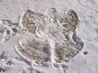 Carrie's snow angel