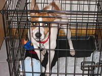 Champ (Aunt Dawn's dog)