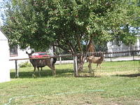 September 2004