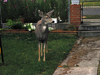 IMG 4191