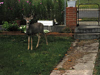 IMG 4194