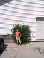 Carrie helping me show the size of the tomato plants.