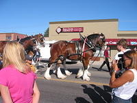 The budweiser horses again.