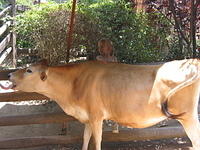 Carrie and a cow.