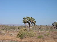IMG_5132.JPG