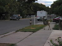 Deer in the morning.