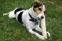 The Bradley's dog, Tinkerbell.