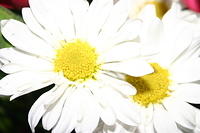 Mom's flowers