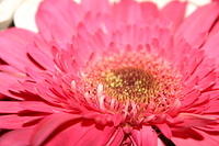 Mom's flowers