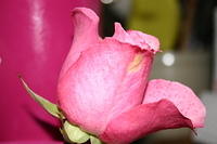 Carrie's rose