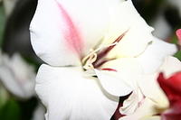 Mom's flowers