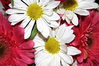 Mom's flowers