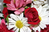 Mom's flowers