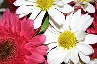 Mom's flowers