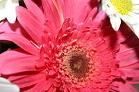Mom's flowers