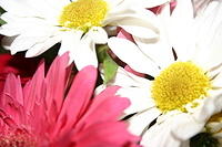 Mom's flowers