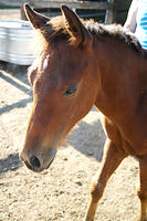 We went to a friends to photograph the colts. :)