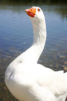 IMG_4016a
