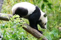 The baby panda.