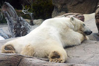 IMG_4668a