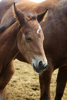 IMG_9078a