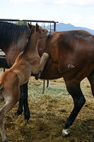 IMG_9084a
