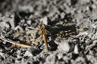 IMG_1449cc