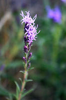 IMG_1501a