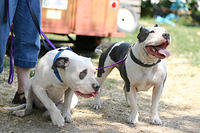 Clover and Shorty