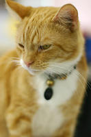 Pretty kitty.