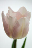 February 15, 2007