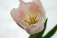 Tulip