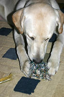 IMG_8532a