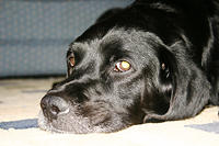 IMG_8546a