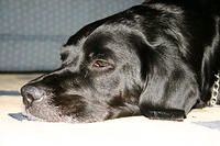 IMG_8547a
