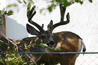 IMG_9658a