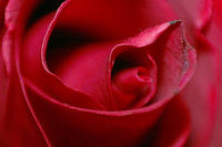 Rose!