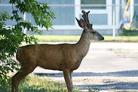 IMG_9685a