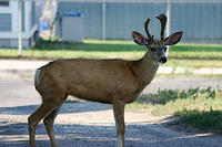 IMG_9687a