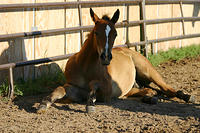 We visited Al's horses.