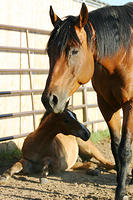 Horse, of course.