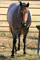 Horse, of course of course!