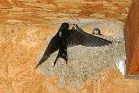 A bird feeding it's babies.